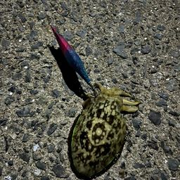 モンゴウイカ