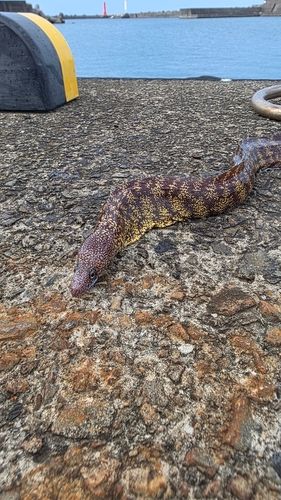 高知県東部