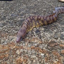 ウツボ