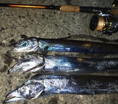 タチウオの釣果