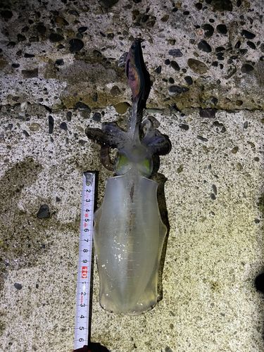 アオリイカの釣果