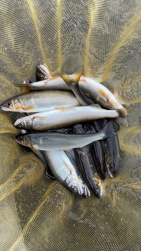 アユの釣果