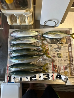 ツバイソの釣果