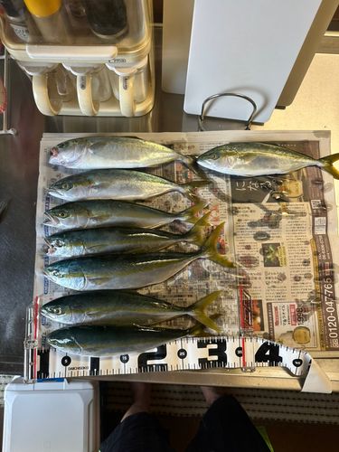 ツバイソの釣果