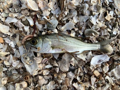 セイゴ（ヒラスズキ）の釣果