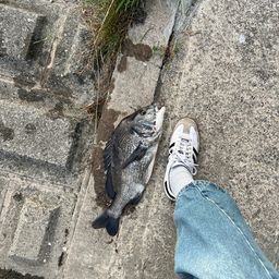 クロダイ