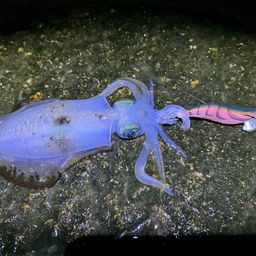 アオリイカ