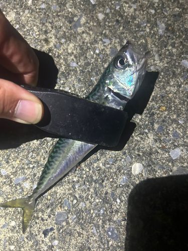 サバの釣果