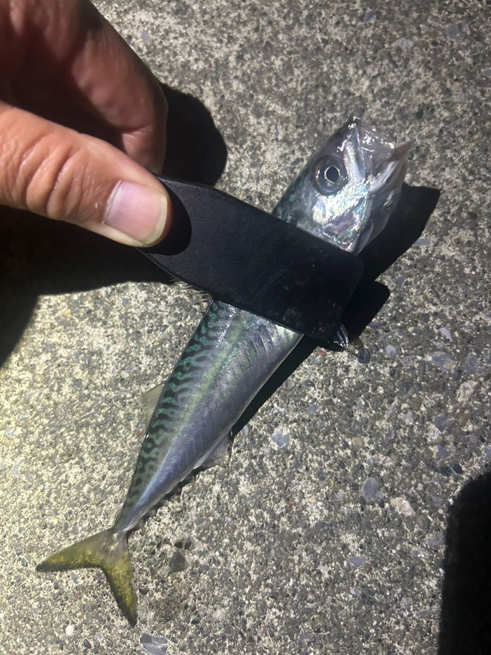 サバ