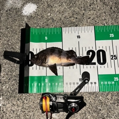 シロメバルの釣果