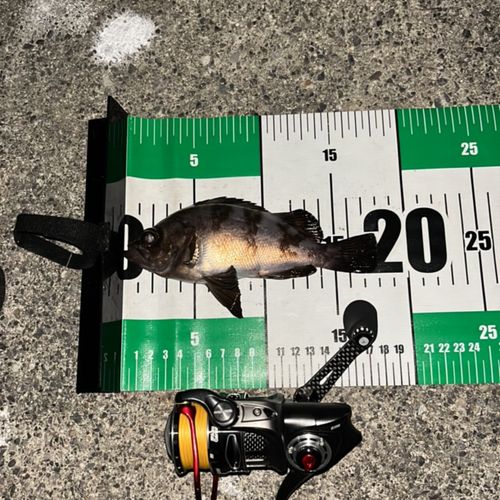 シロメバルの釣果