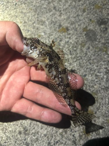 アナハゼの釣果