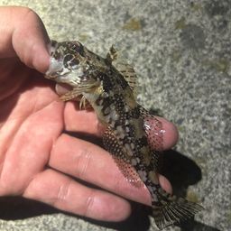 アナハゼ