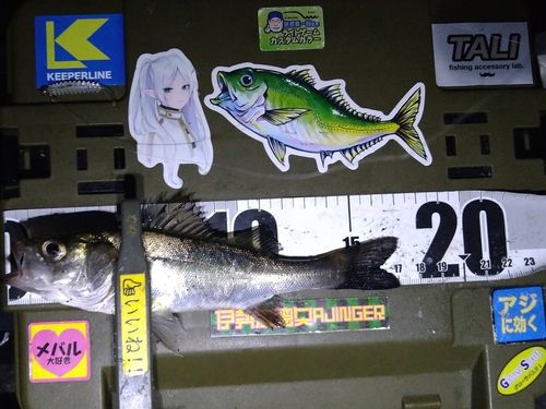 シーバスの釣果