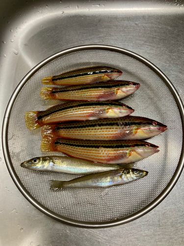 本牧海づり施設