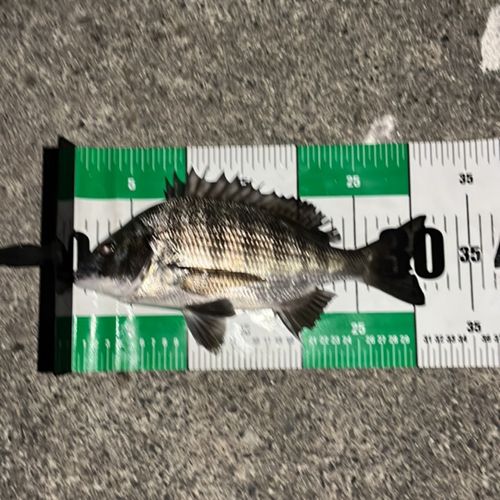 チヌの釣果