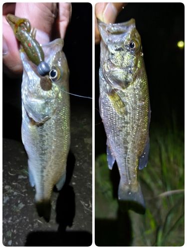 ラージマウスバスの釣果