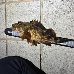 カサゴ
