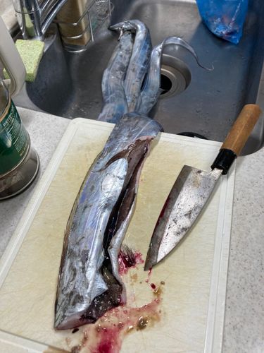 タチウオの釣果