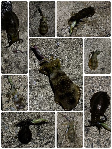 アオリイカの釣果