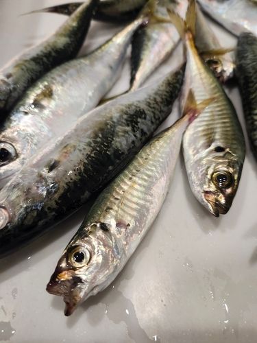 サバの釣果