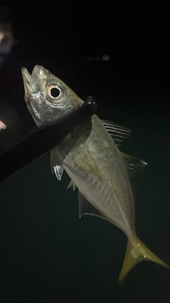 マアジの釣果