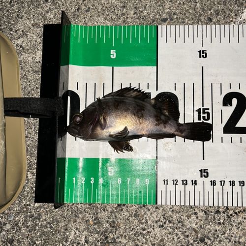 シロメバルの釣果