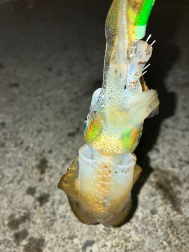 越前海岸