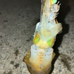 アオリイカ