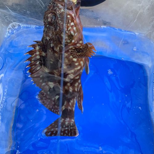 カサゴの釣果