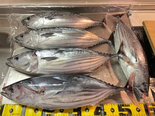 カツオの釣果