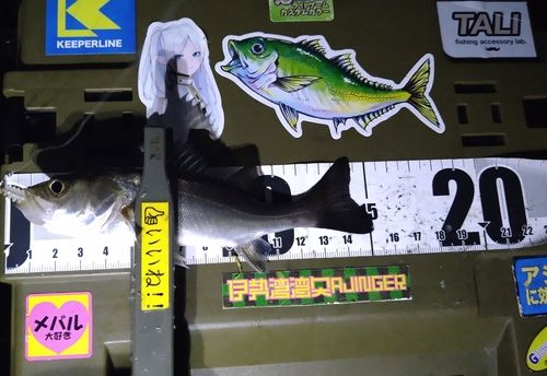 シーバスの釣果