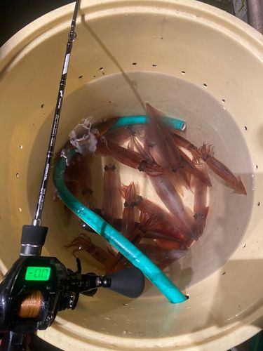 ヤリイカの釣果