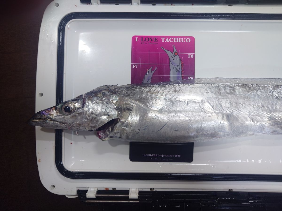 闇金モートーさんの釣果 3枚目の画像
