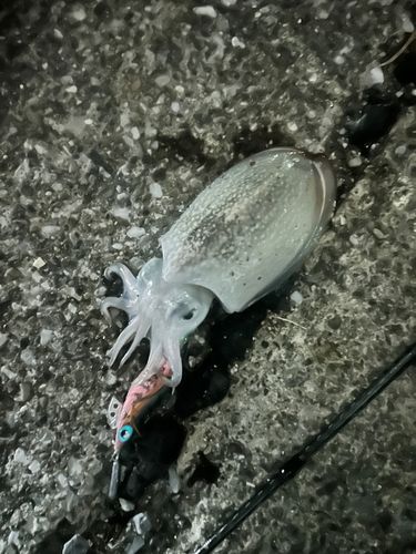 シリヤケイカの釣果