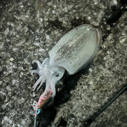 シリヤケイカ