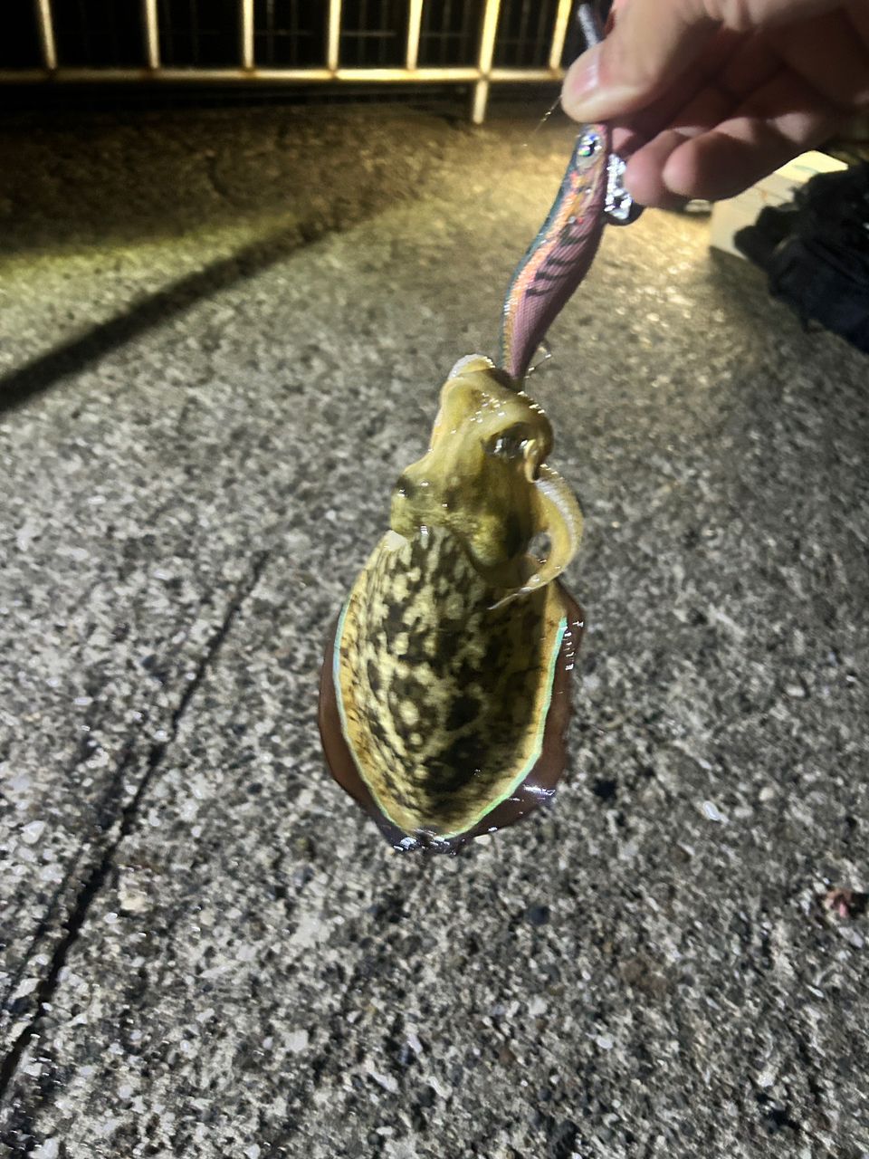 モンゴウイカ