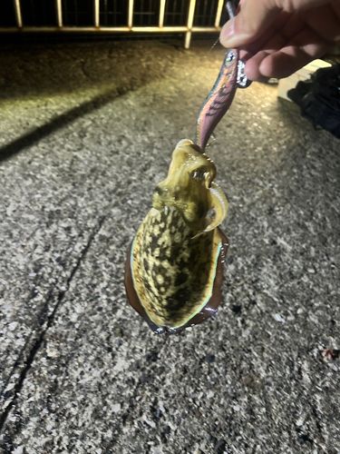 うみかぜ公園付近