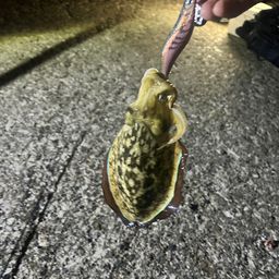 モンゴウイカ
