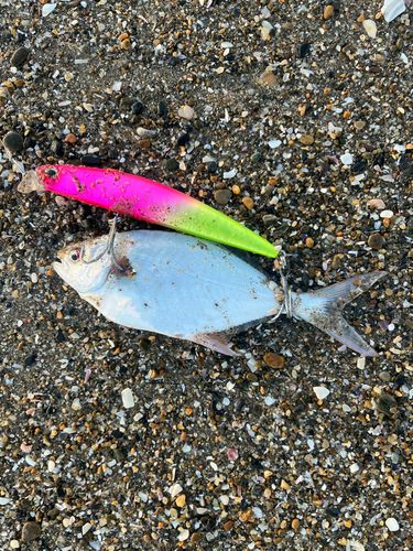 コバンアジの釣果