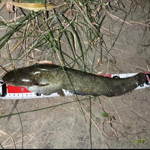 ナマズの釣果