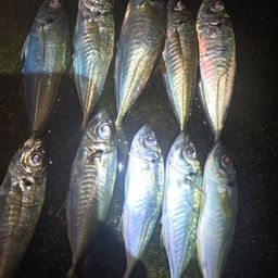 アジ