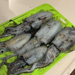 アオリイカ