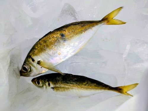 三陸海岸（岩手）