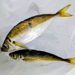 アジ