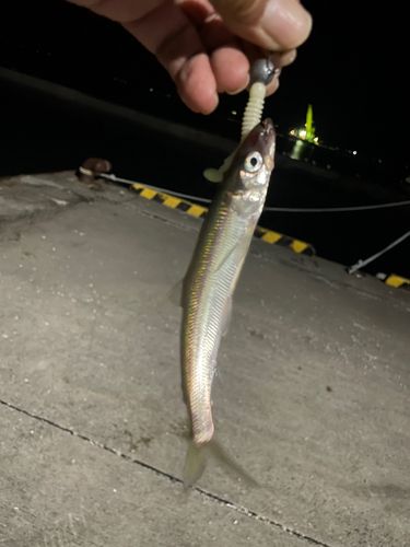 チカの釣果