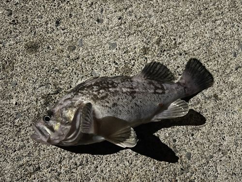 クロソイの釣果