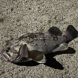 クロソイ
