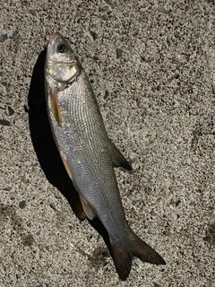 エゾウグイの釣果