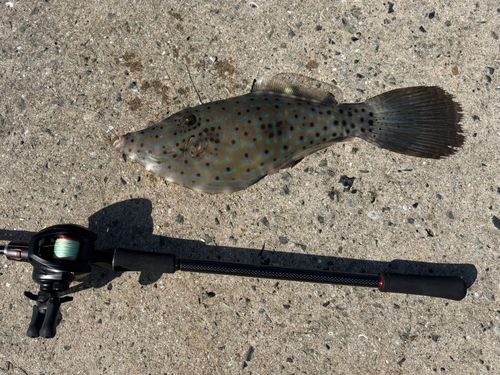 ソウシハギの釣果